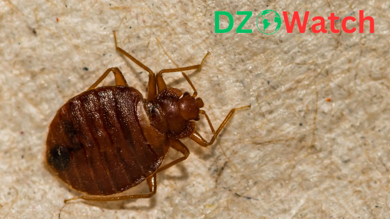 Algeria Takes Proactive Measures to Prevent Bedbug Infestation Amidst Concerns of Spread from France
