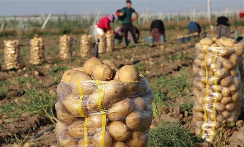 Algeria's potato supply