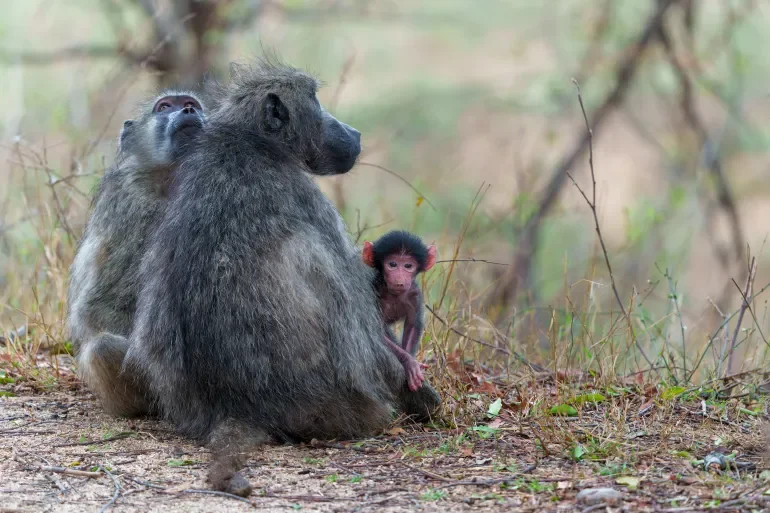 Ancient Egyptian mummified baboons shed light on the sacred importance of baboons