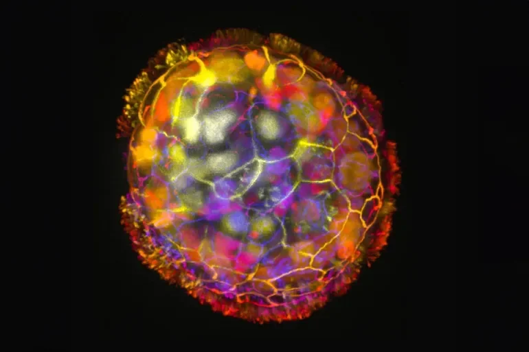 Small Human Cell Robots