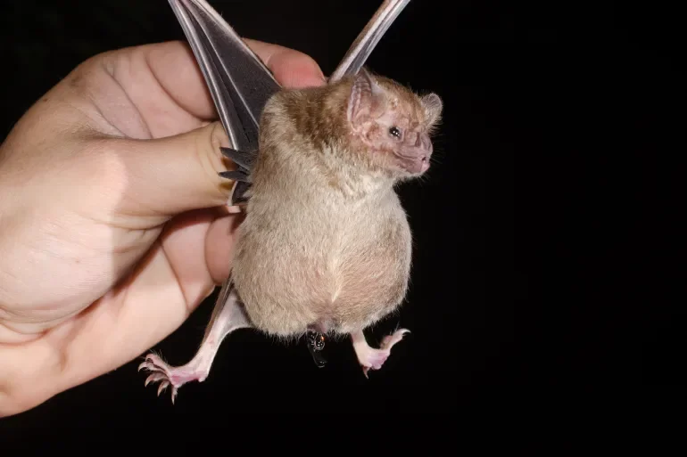 Vampire Bats Climate Change Americas