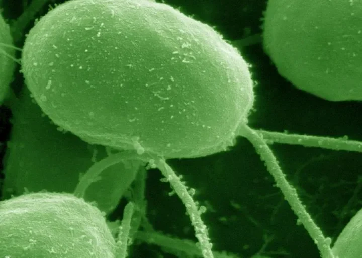 mutualistic relationships among microorganisms