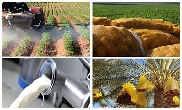 2024: A Fruitful Year for Algeria’s Agricultural Sector