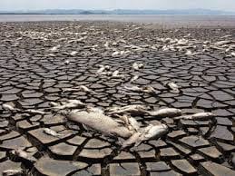 Béchar Hosts International Water Conference A Desert Cry for Life and Shared Survival