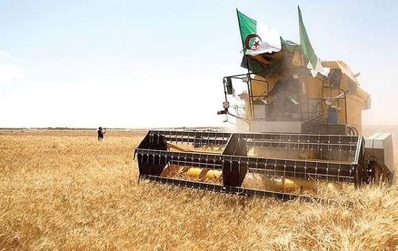 Algeria’s Rise in Food Security: From Desert Sands to Fields of Plenty