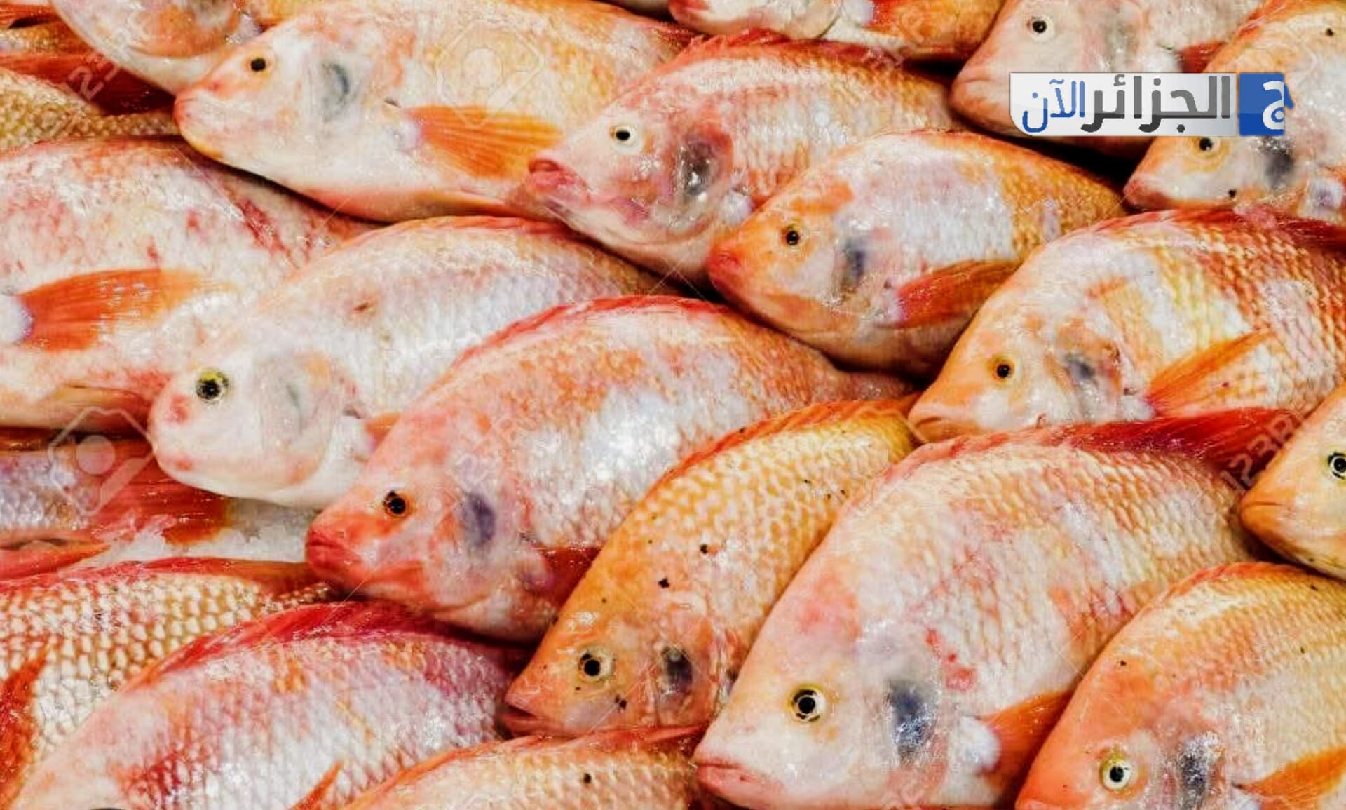 Algeria to Digitize Aquaculture Sector with New E-Commerce Platform for Tilapia