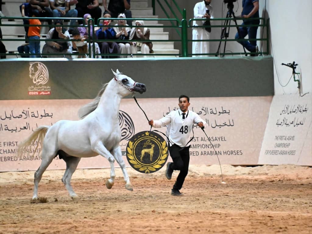 Ooredoo Algeria Sponsors Prestigious Arabian Horse Competition