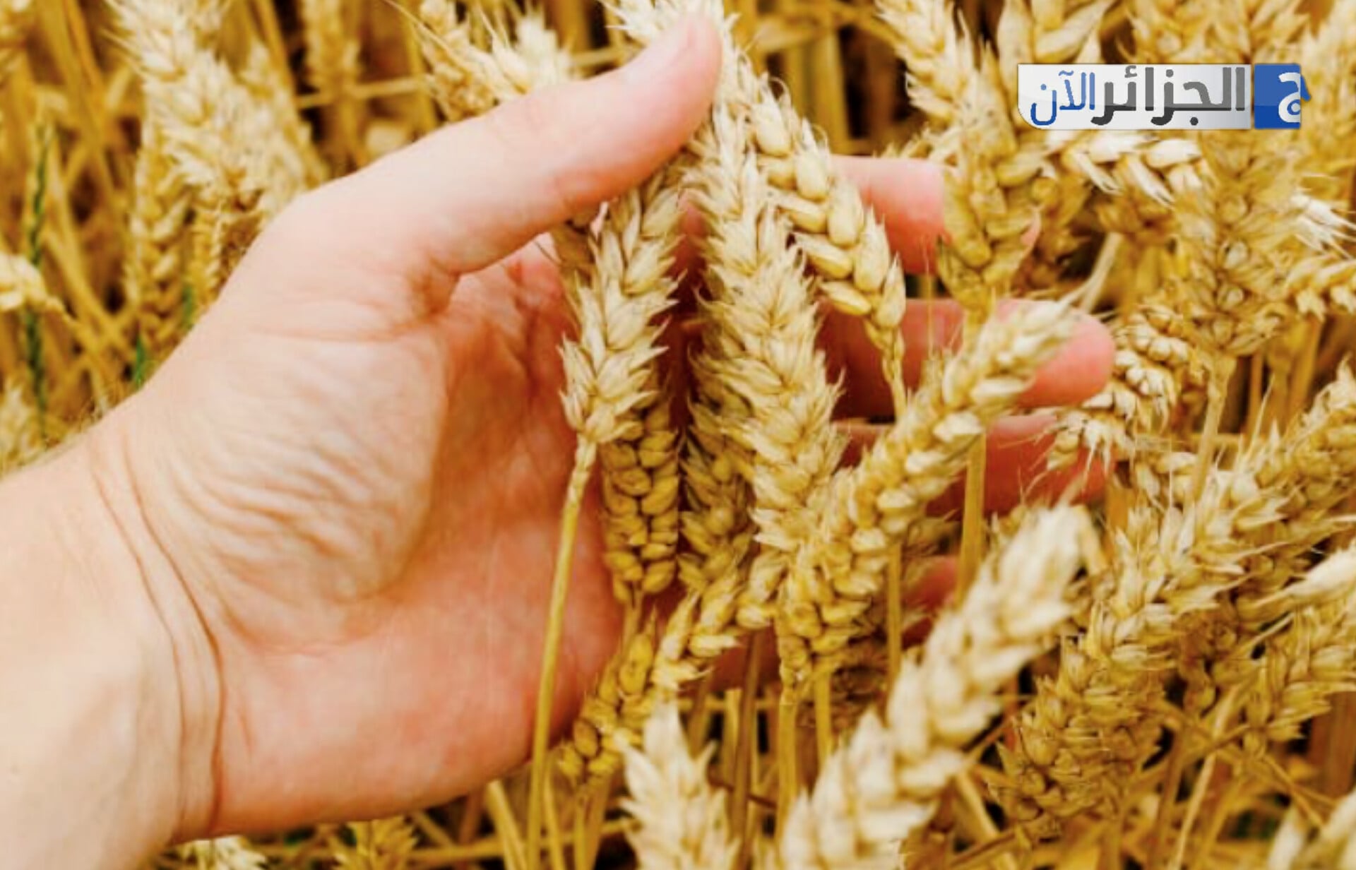 Algeria Launches Tenders for Wheat and Barley Imports