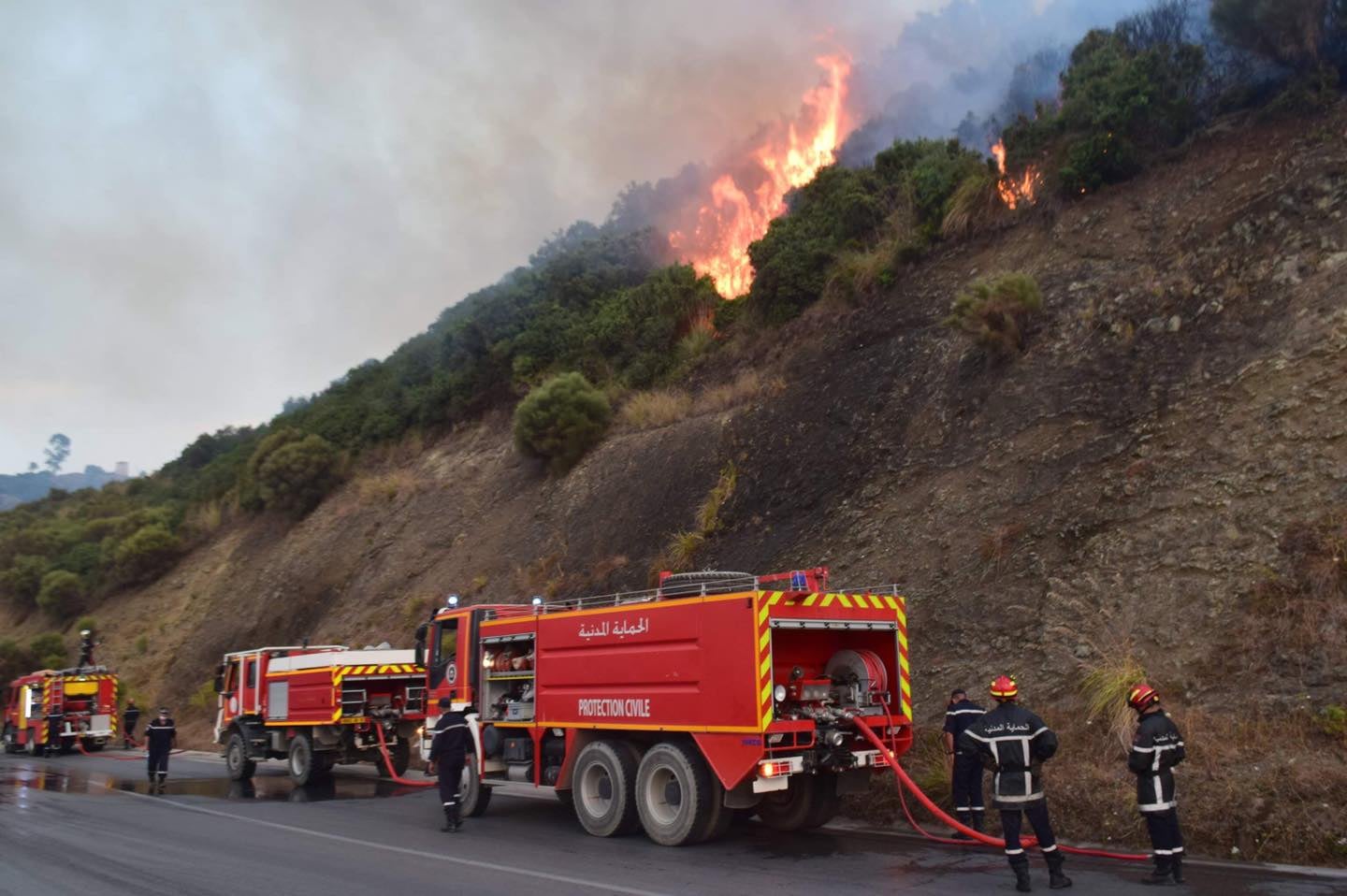Civil Defense Extinguishes 50 Wildfires Across Algeria in 24 Hours