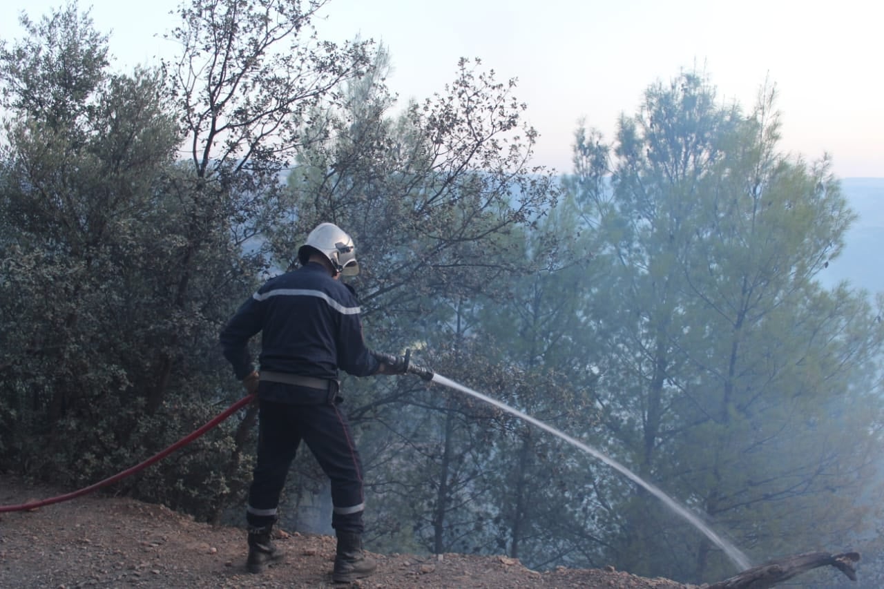 55 Wildfires Extinguished Across Algeria in 24 Hours