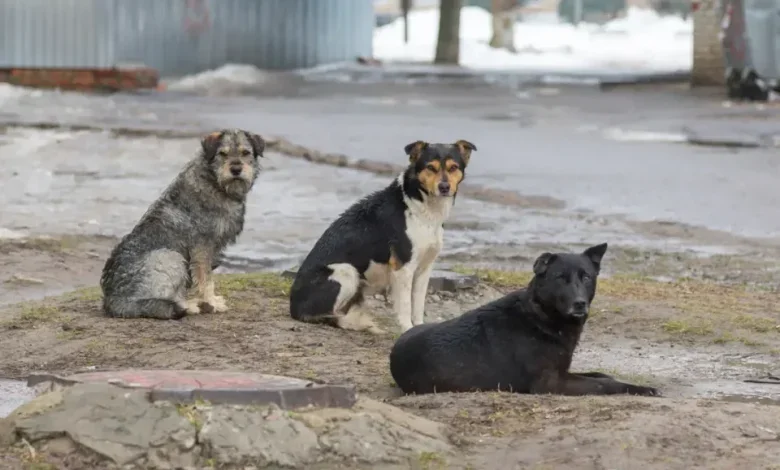 Algeria Halts Indiscriminate Stray Animal Culls Nationwide