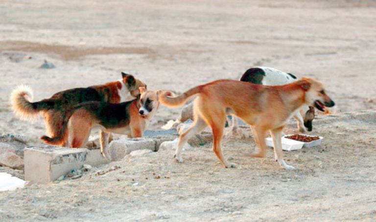 Algeria Halts Culling of Stray Animals Nationwide