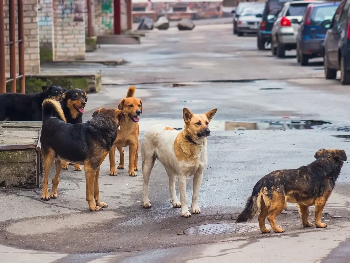 Algeria Halts Stray Animal Culls, Launches National Protection Plan