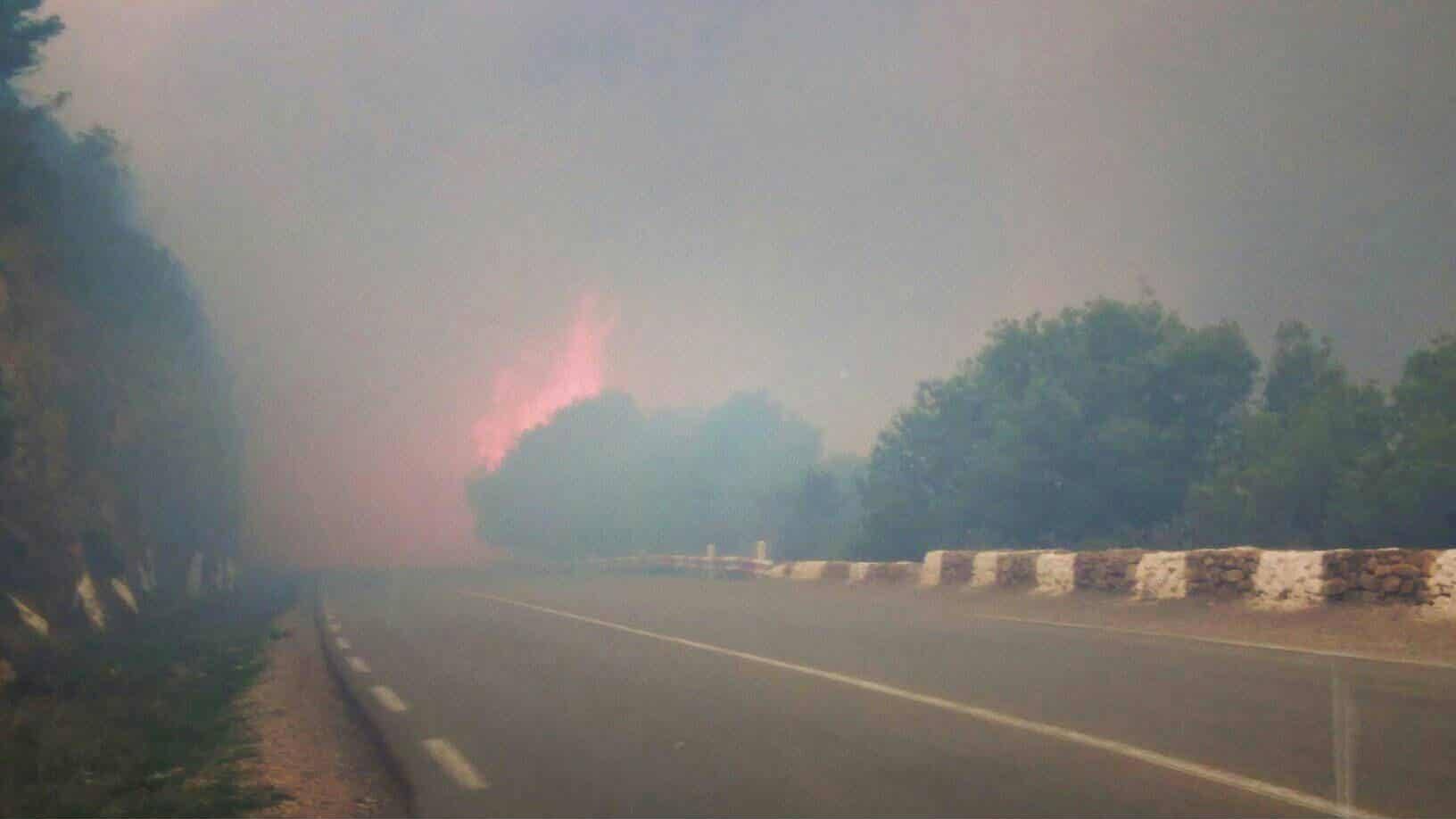 Tipaza Forest Fires: Extent of Damage Revealed