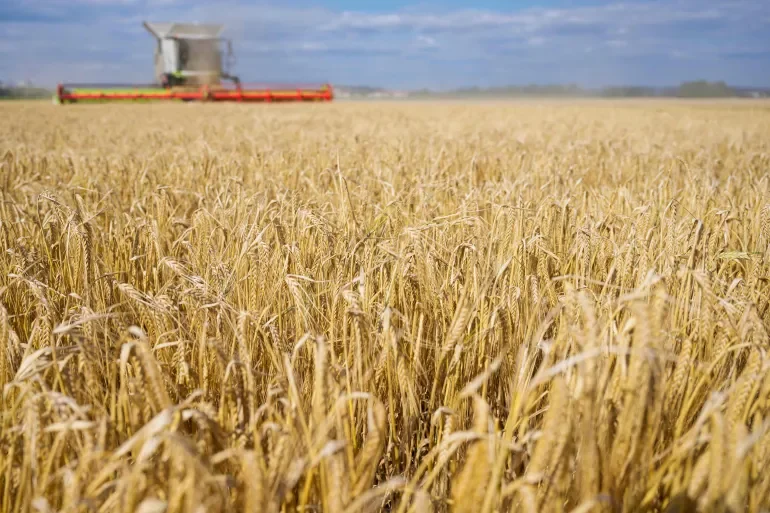 Algeria Ranks Second in Barley Production Across Arab, African Nations