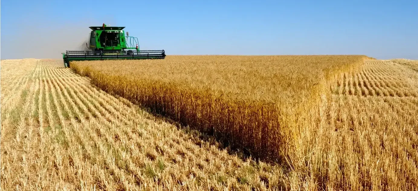 Algeria Ranks Second in Arab, African Barley Production