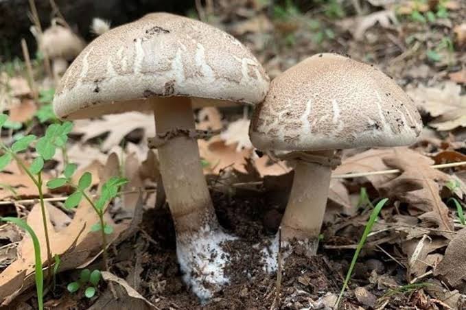 Wild Mushroom Poisoning: Awareness Campaign Launched for Students
