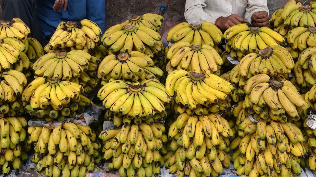 Authorities Seize Over Half a Ton of Bananas in El Oued
