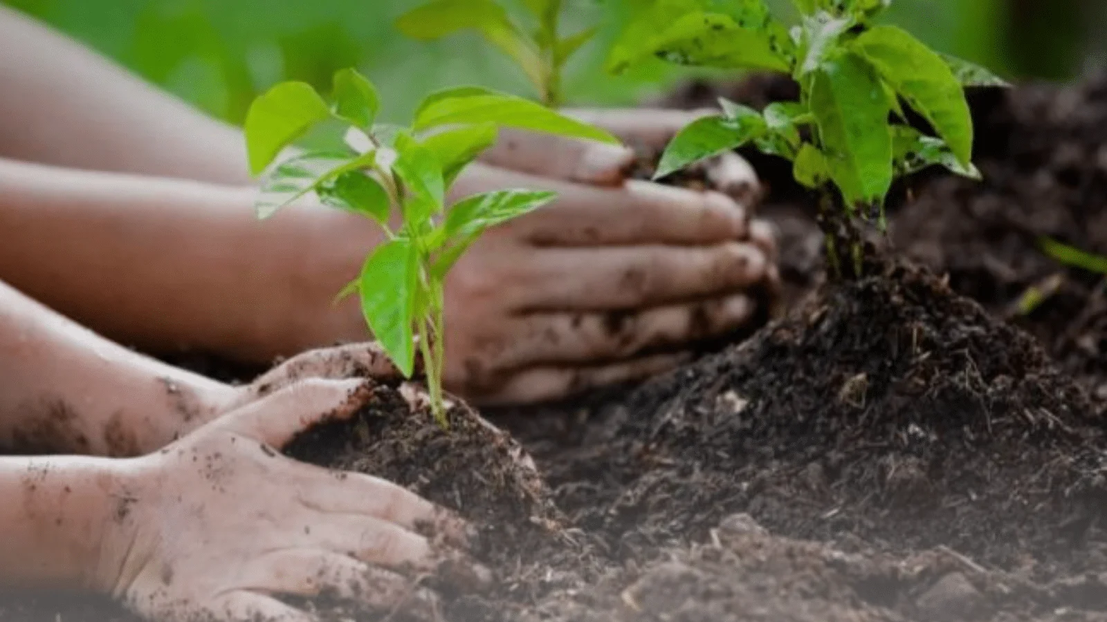 Algeria Launches Ambitious National Tree Planting Campaign