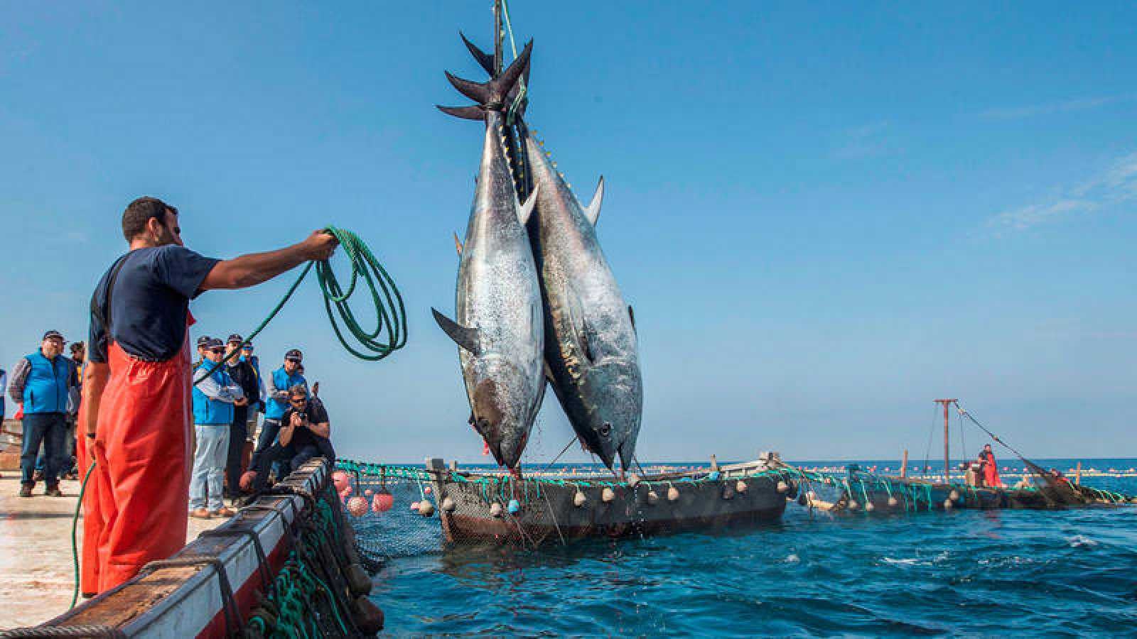 Algeria Recovers Historical Bluefin Tuna Fishing Quota
