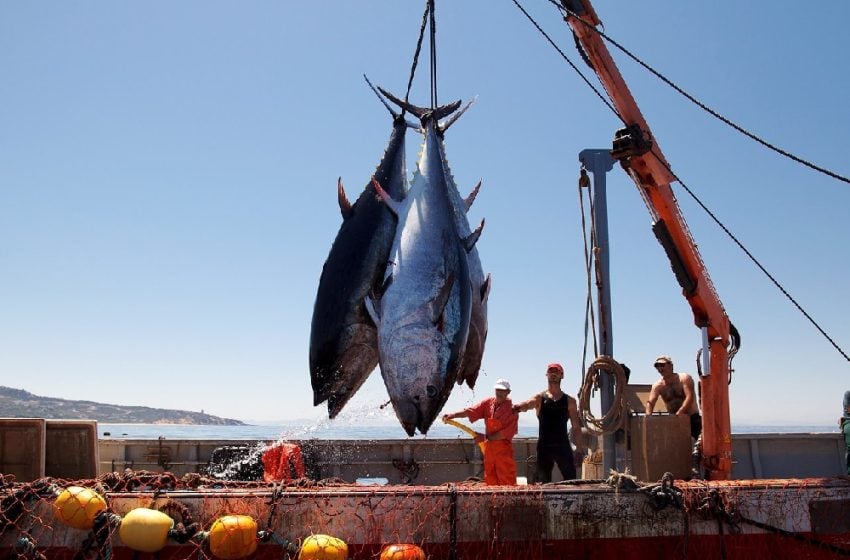 Algeria Reclaims Historical Bluefin Tuna Fishing Quota