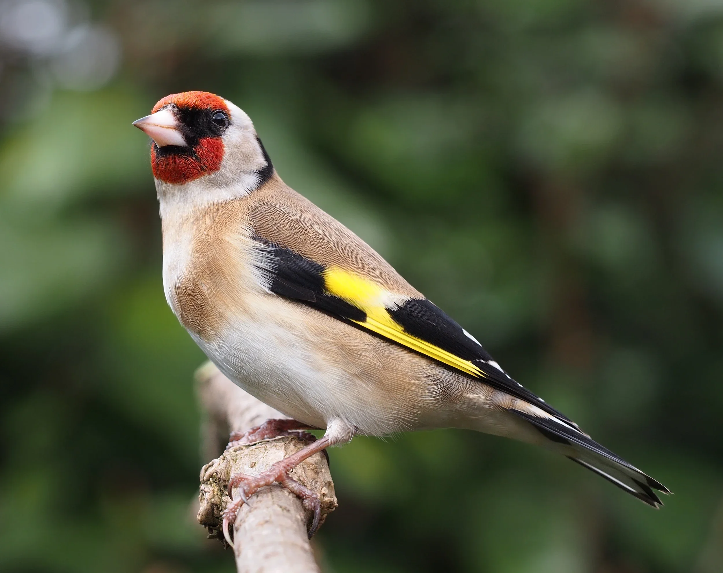 National Competition Launched to Identify Pure Algerian Goldfinch