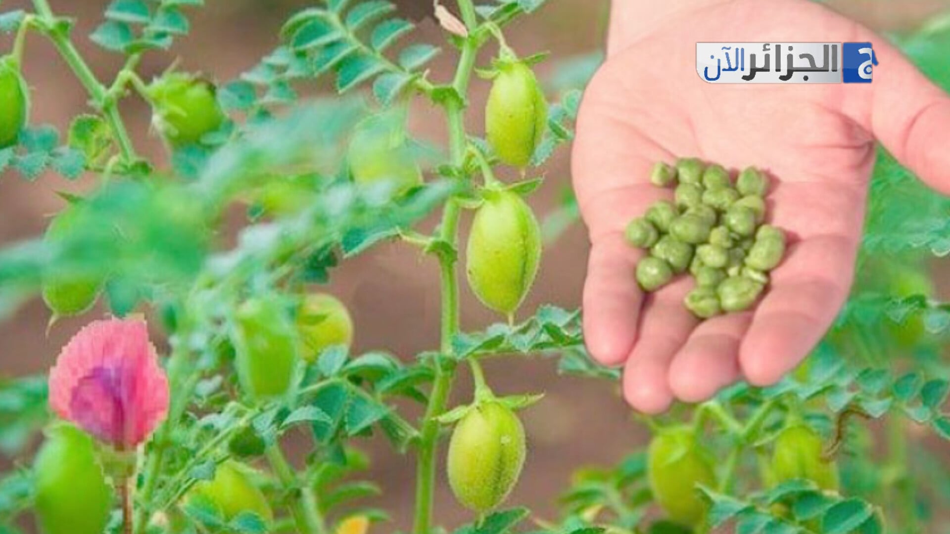 Algeria: A Regional Powerhouse in Chickpea Production