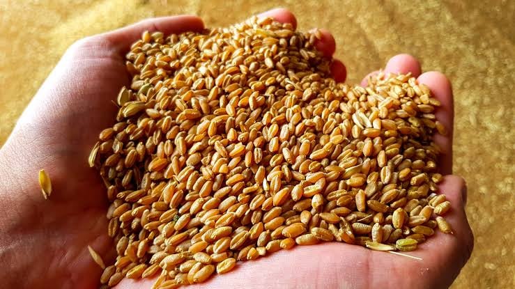 Algeria Launches Tender for Soft Wheat Procurement