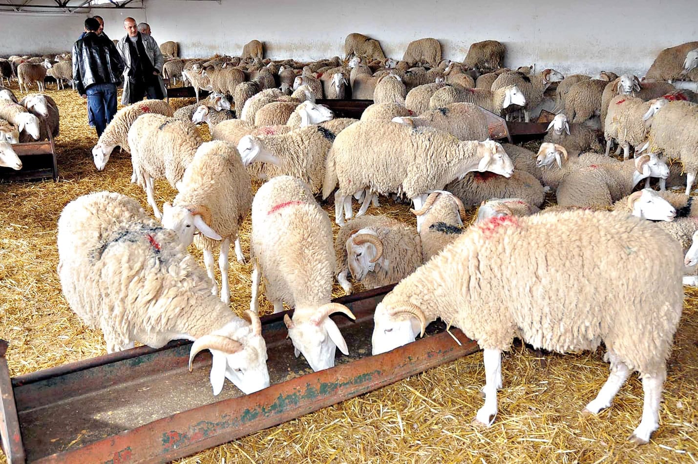 New Measures Aim to Stabilize Livestock Feed Prices