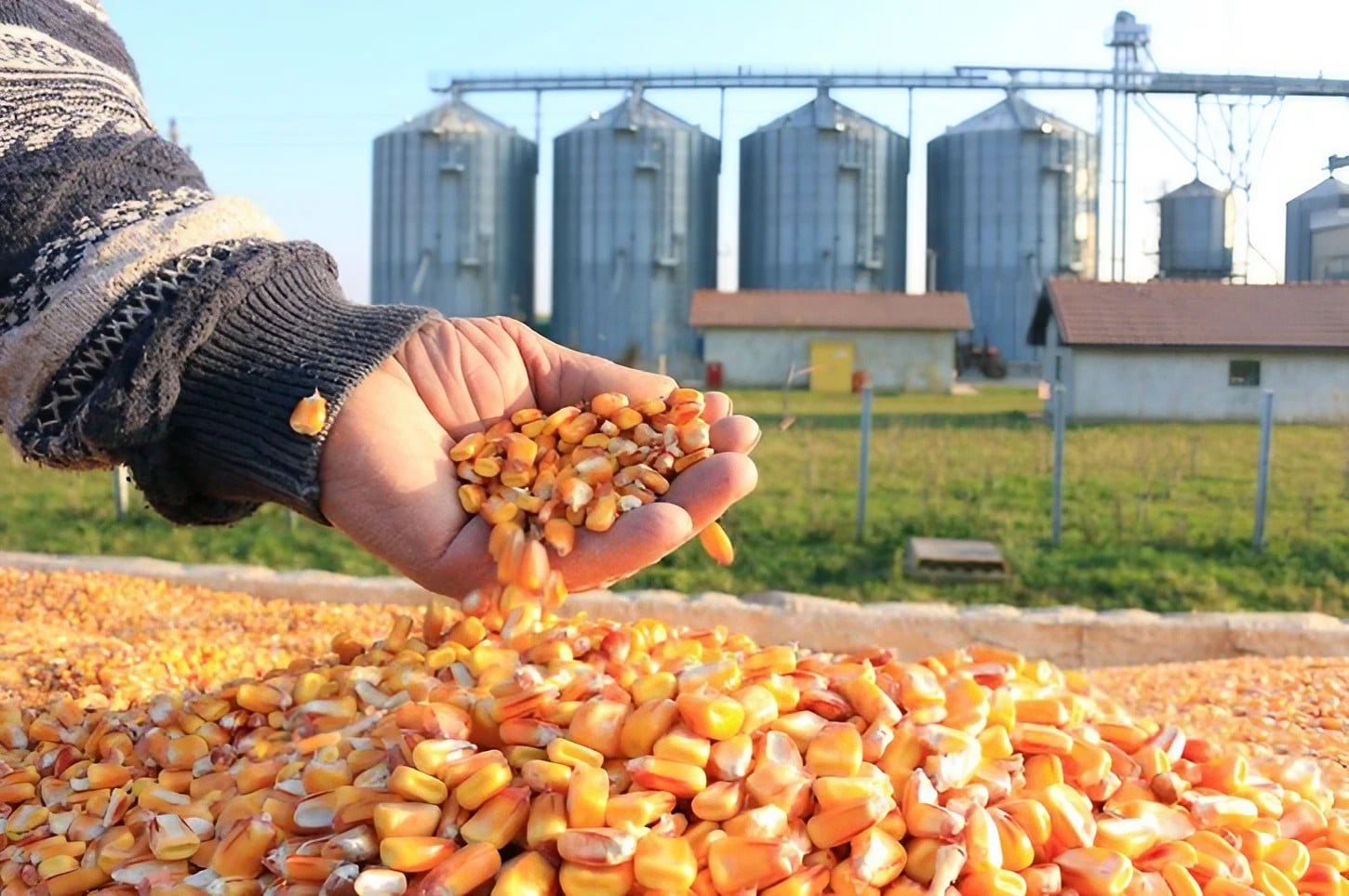 Global Grain Production Set to Exceed 3 Billion Tons by 2025
