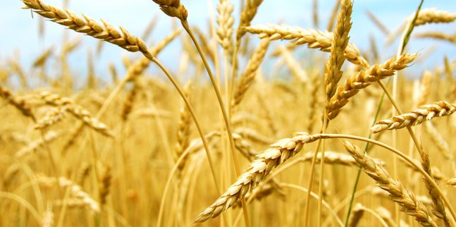 Global Grain Production Forecast to Surpass 3 Billion Tons