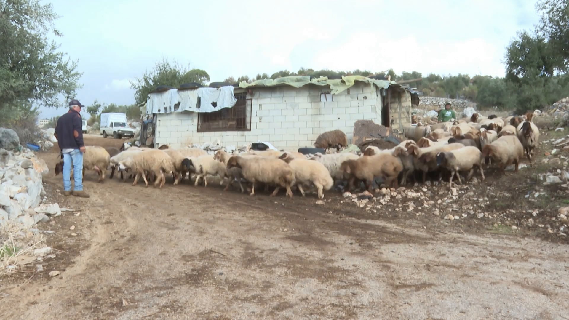 Lebanon Livestock Devastated by Israeli Border Conflict