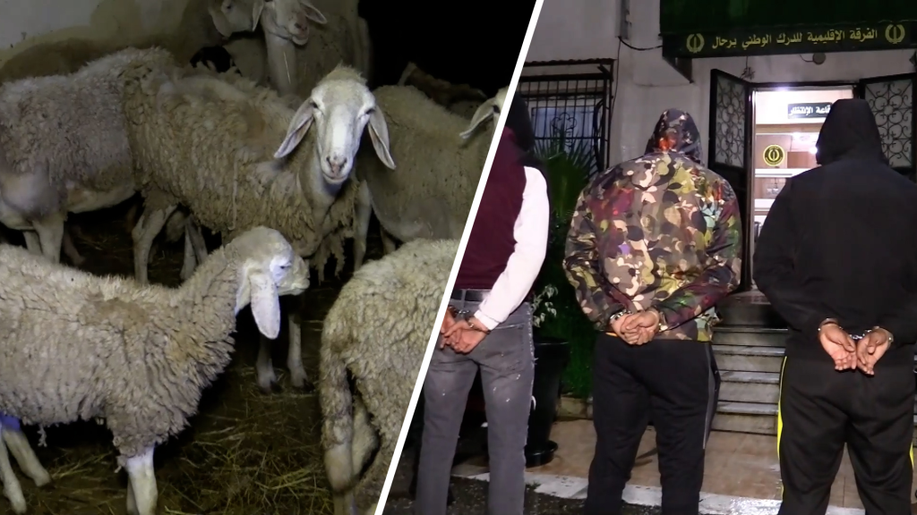 Annaba: Cattle Theft Ring Busted, 18 Animals Recovered