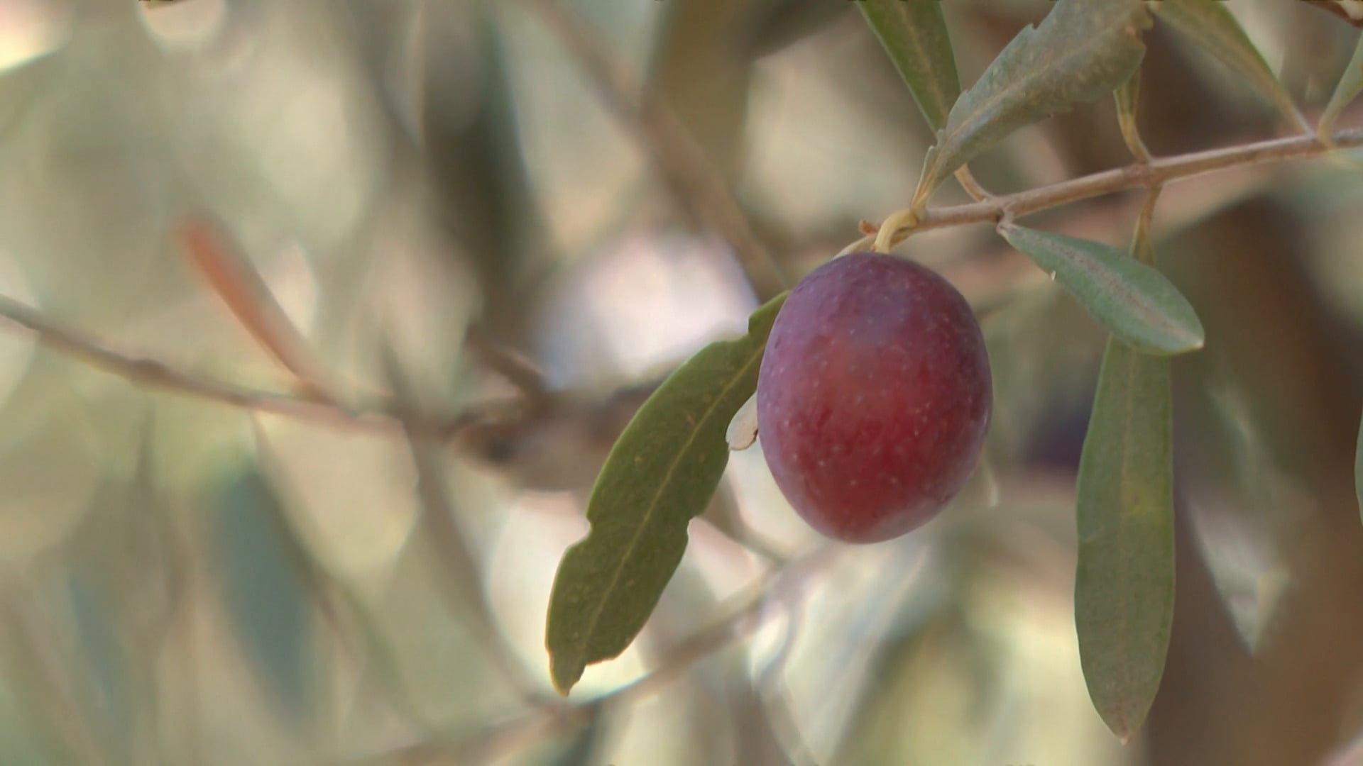 Morocco Projects Record Olive Production This Season
