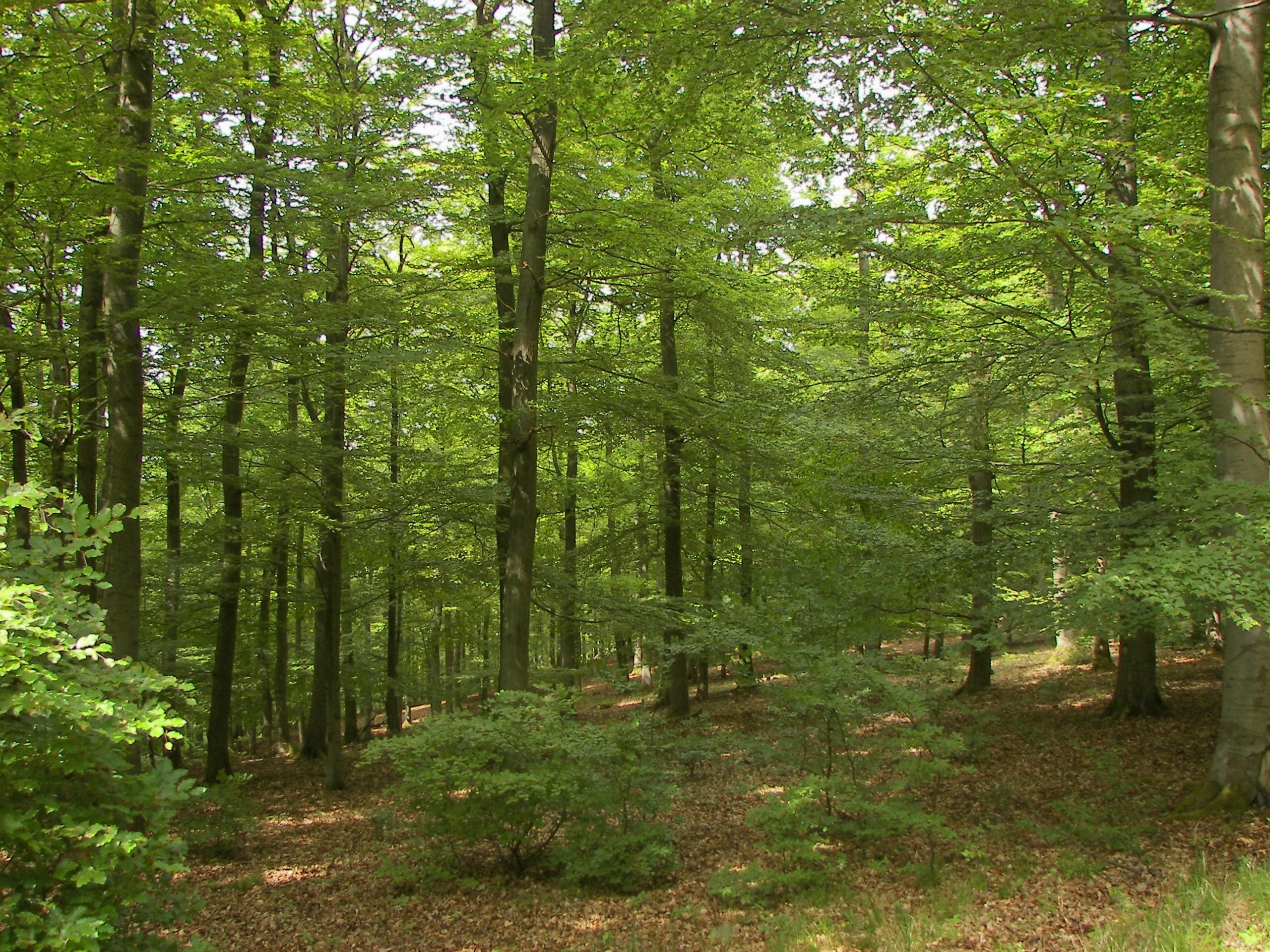 Algeria Launches Ambitious 400 Million Tree Planting Initiative