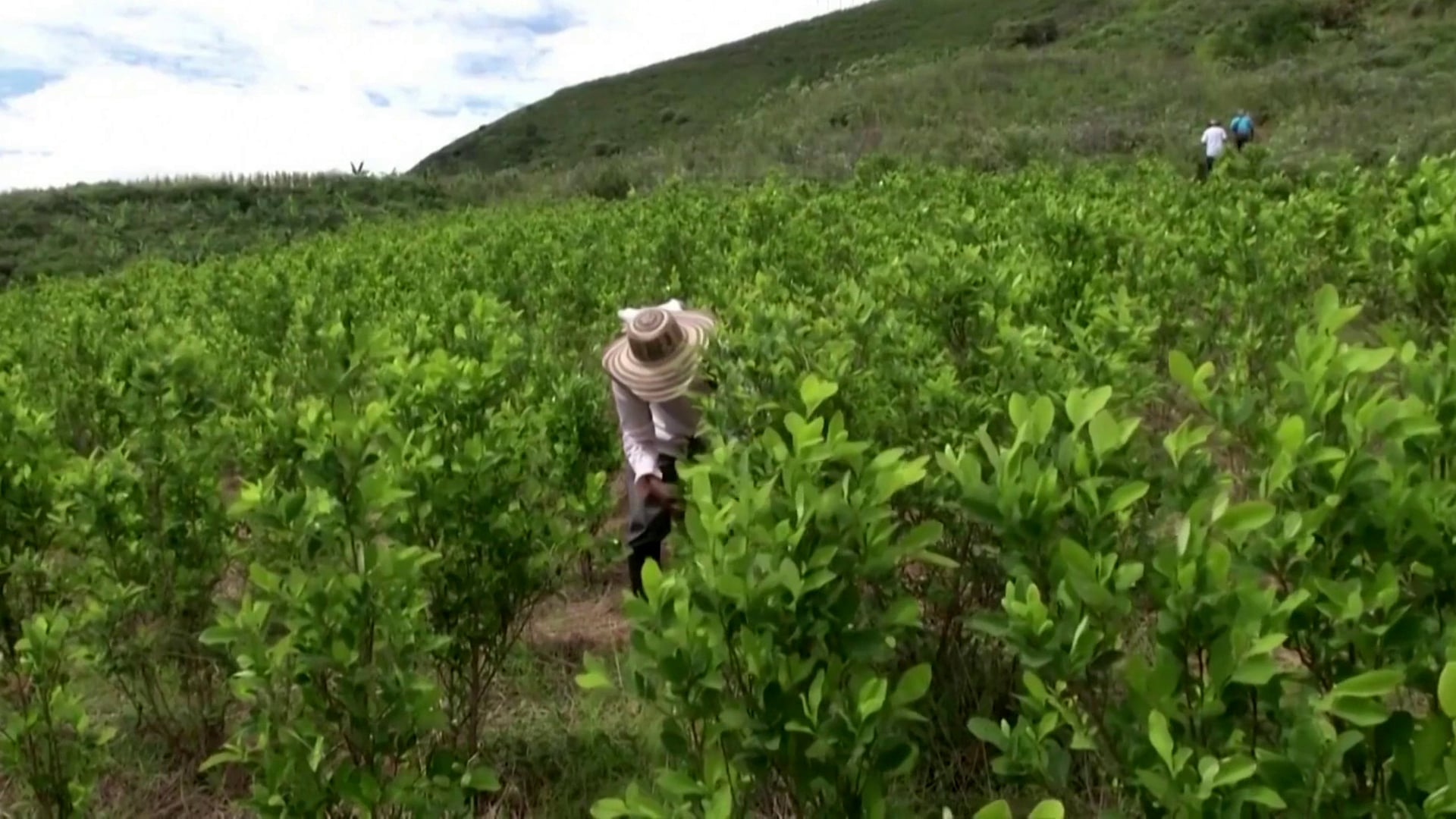 Colombia’s Cocaine Production Reaches Record Highs