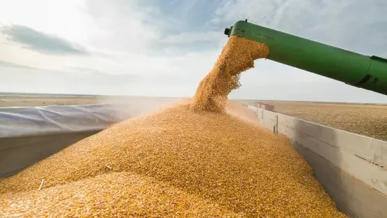 Agriculture Ministry Acts to Secure National Corn Supply
