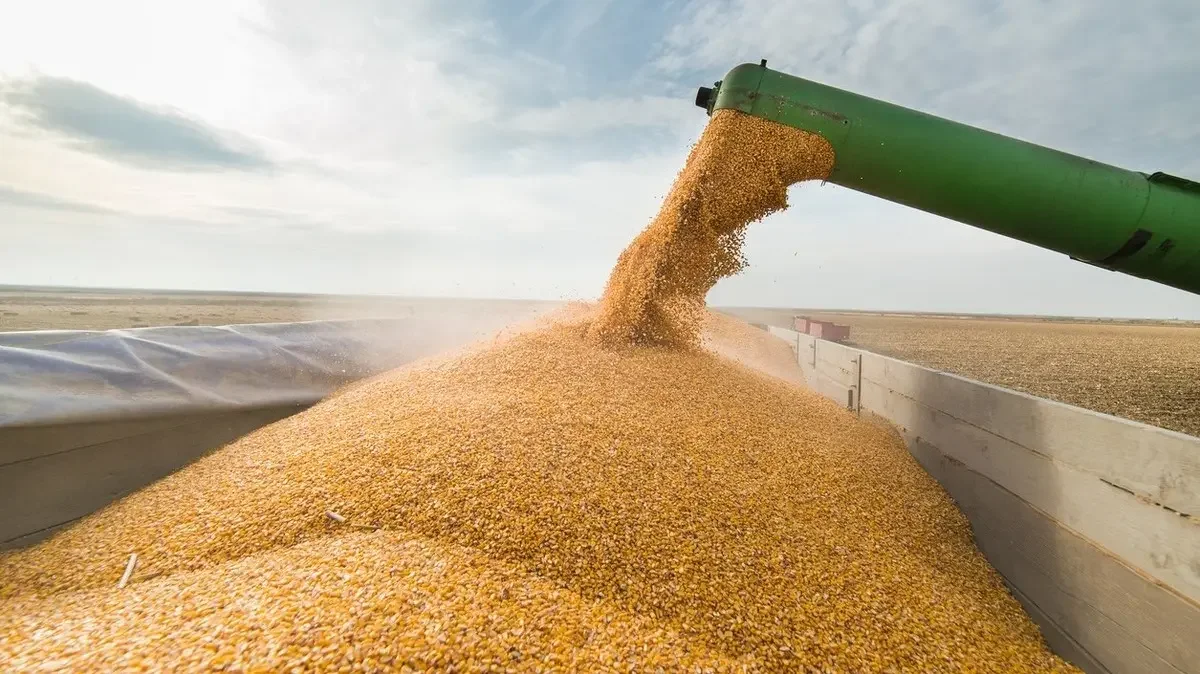 Algeria Boosts Corn Imports to Stabilize Livestock Feed Market