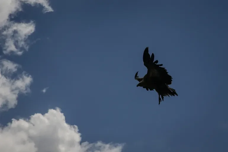 Eagle Attack Forces Drone Retreat in Iranian Province