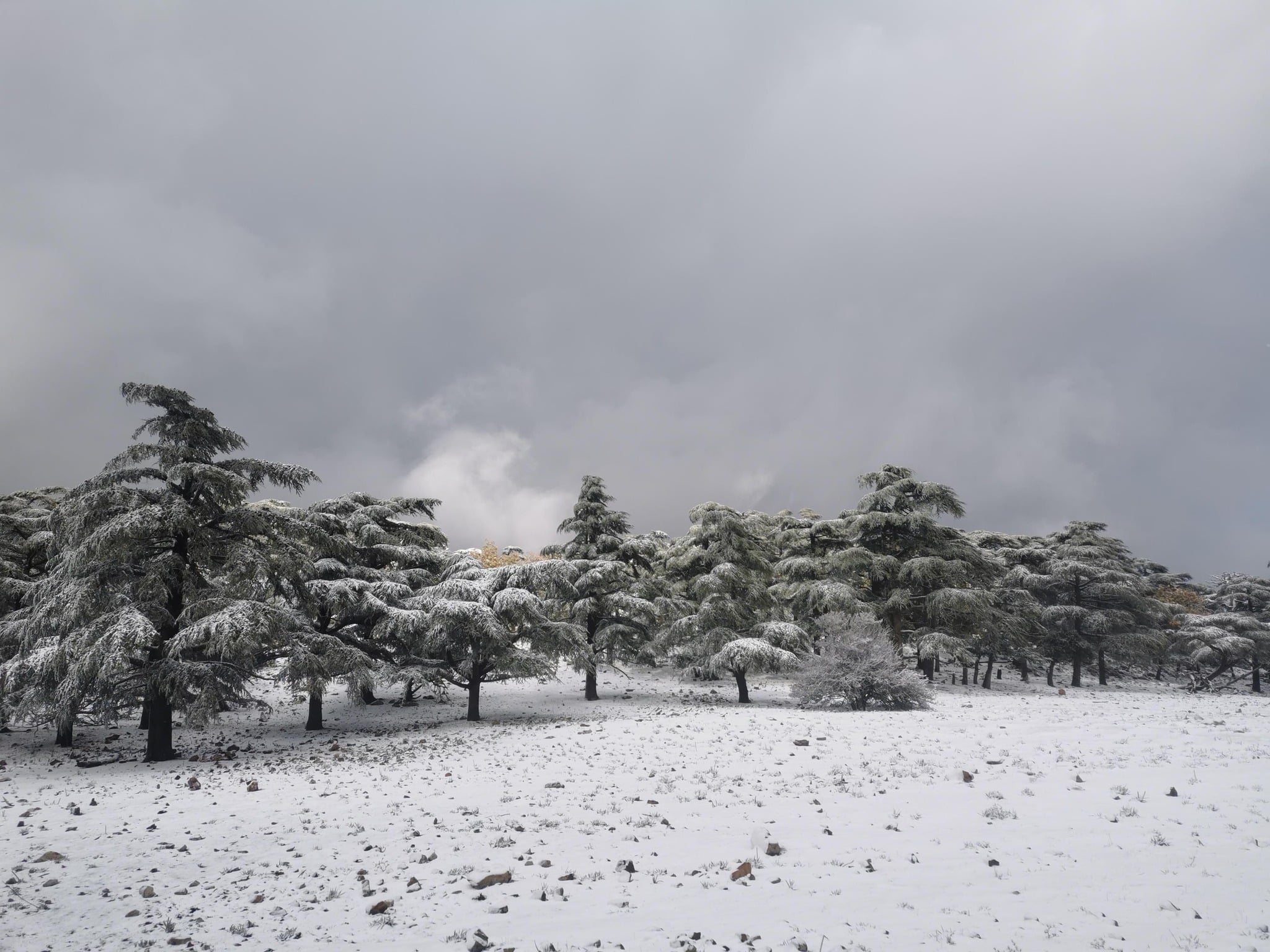 Heavy Snowfall Warning Issued for Several Algerian Provinces