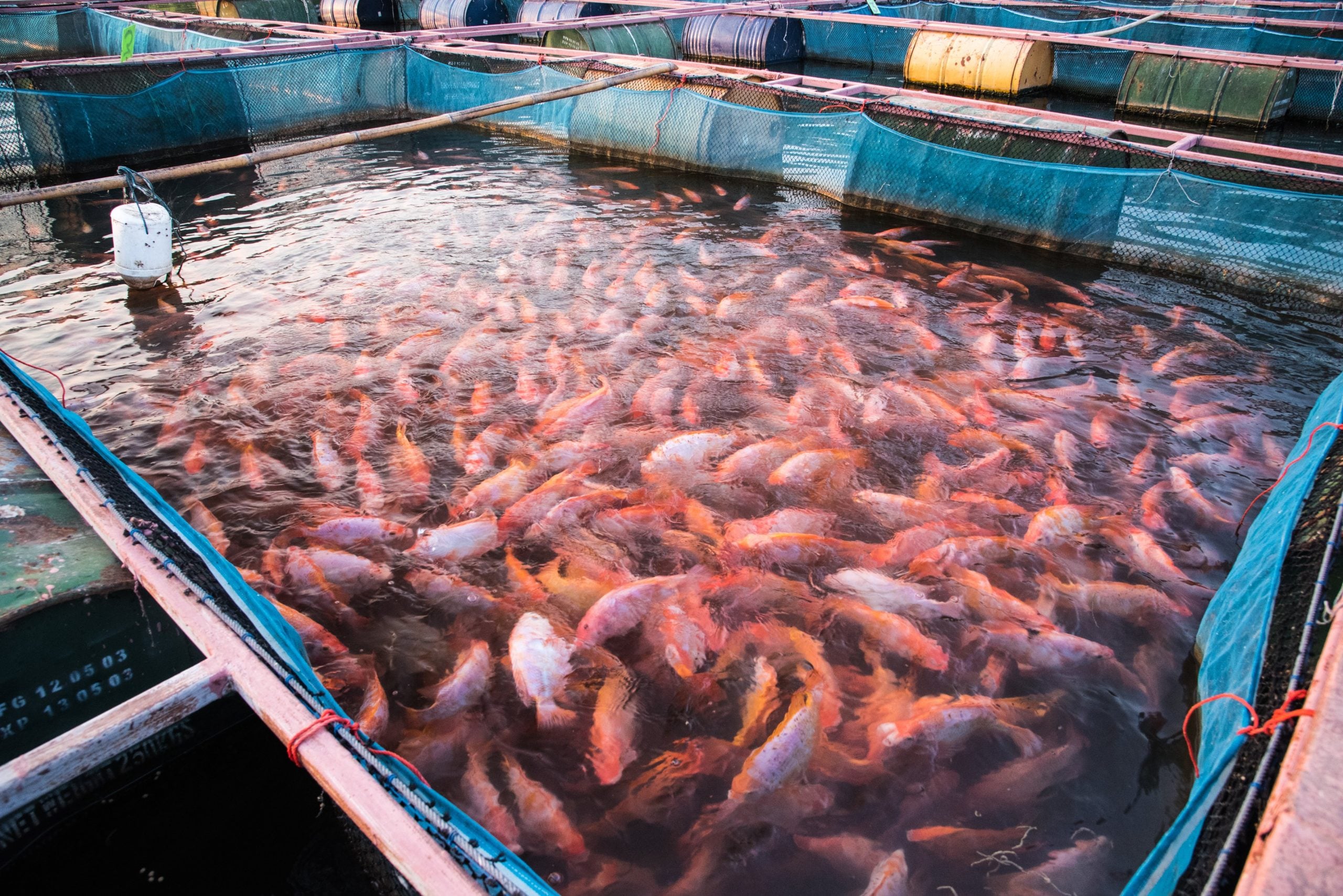 Aquaculture Product Marketing Platform Launch Imminent
