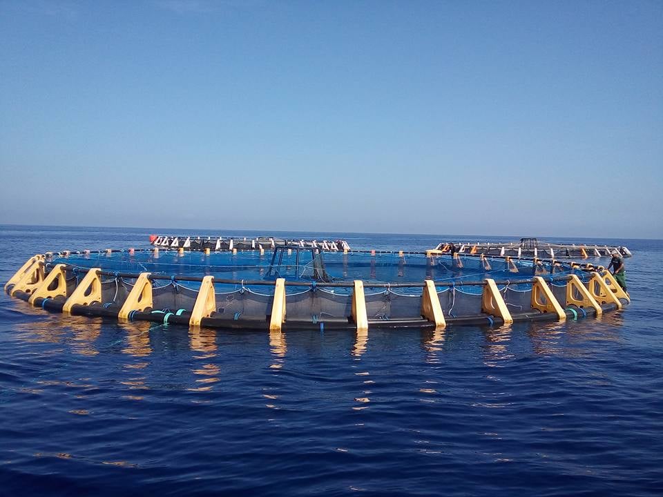 Algeria Launches Digital Platform for Aquaculture Products