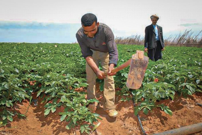 Arabic Mandatory for Algerian Farmers’ Official Documents