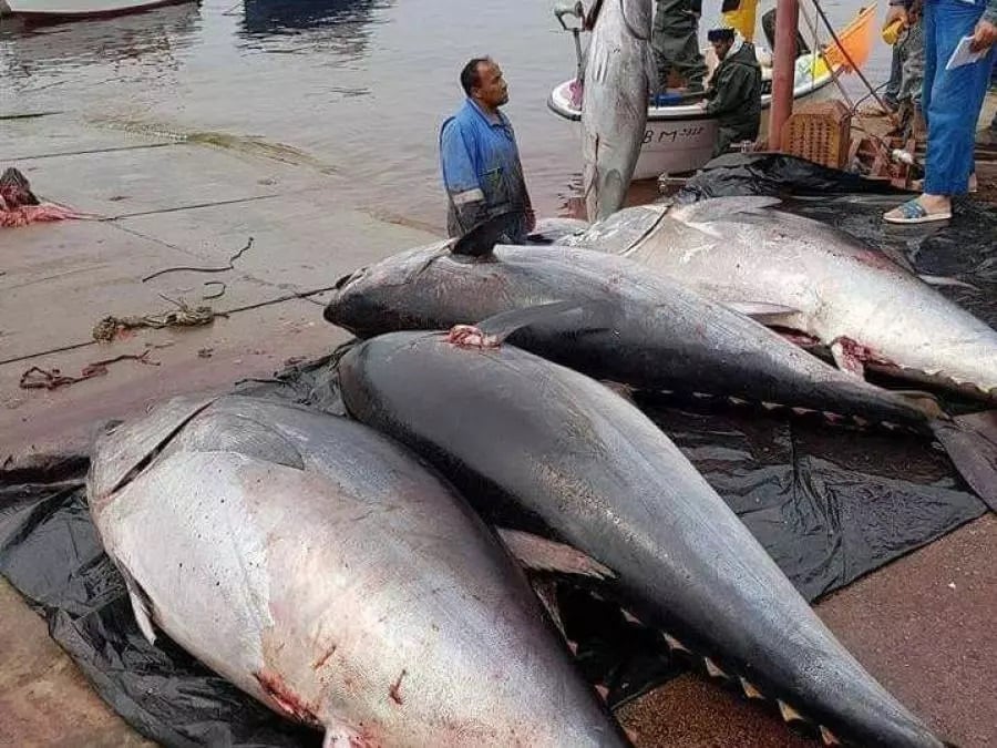 Algeria Gears Up for New Era in Bluefin Tuna Fishing