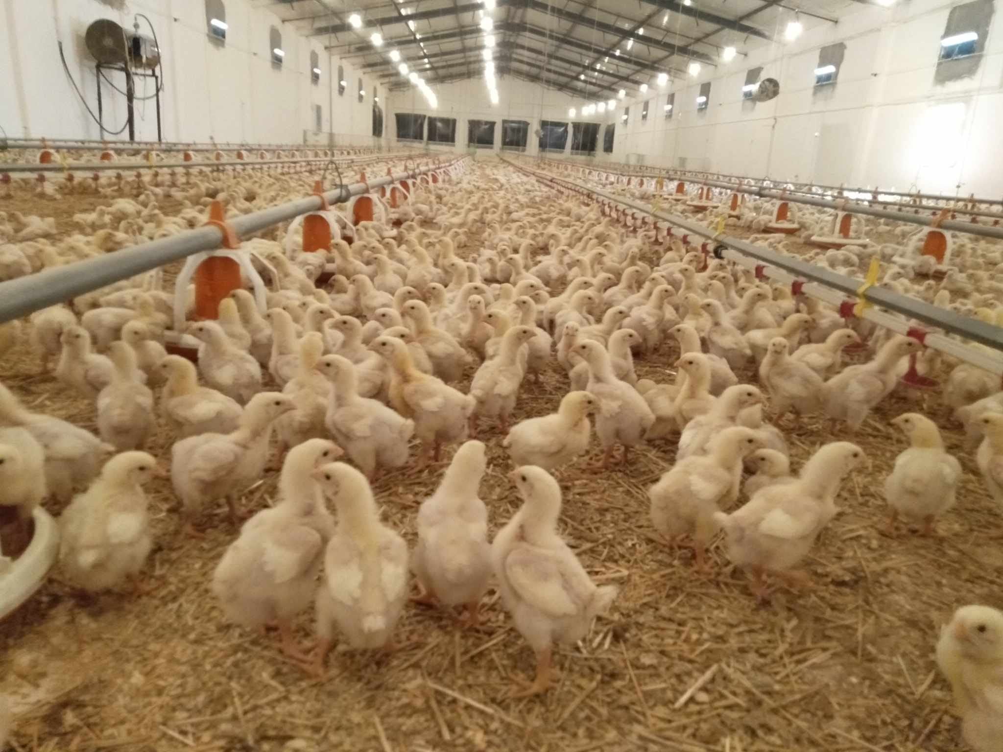 New Mechanisms to Achieve Balance in the Poultry Market