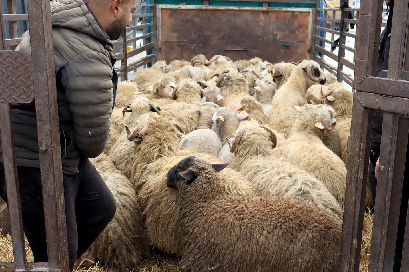 Bejaia Port Receives First Shipment of Imported Sheep Ahead of Ramadan