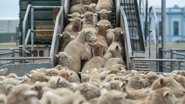 President of the Republic orders the import of one million head of sheep