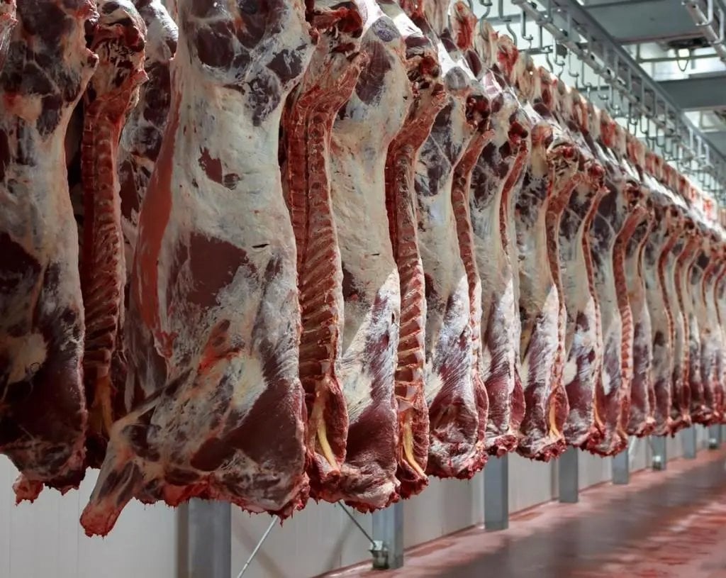 144,000 Sheep and 46,000 Cattle to be Imported Ahead of Ramadan