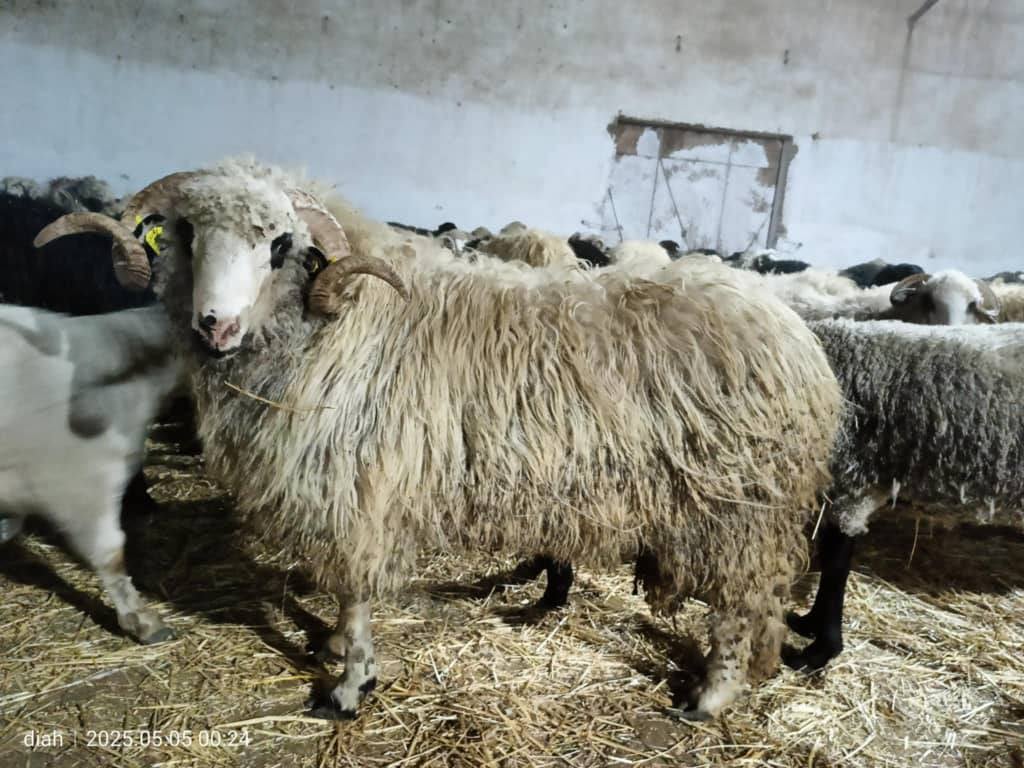 Price of imported Eid sacrifice sheep set at less than 5 million centimes