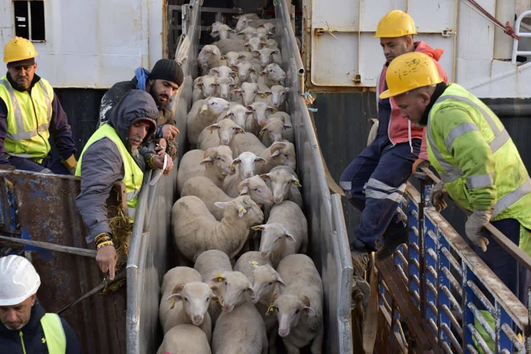 First ship loaded with Eid livestock arrives at the Port of Algiers